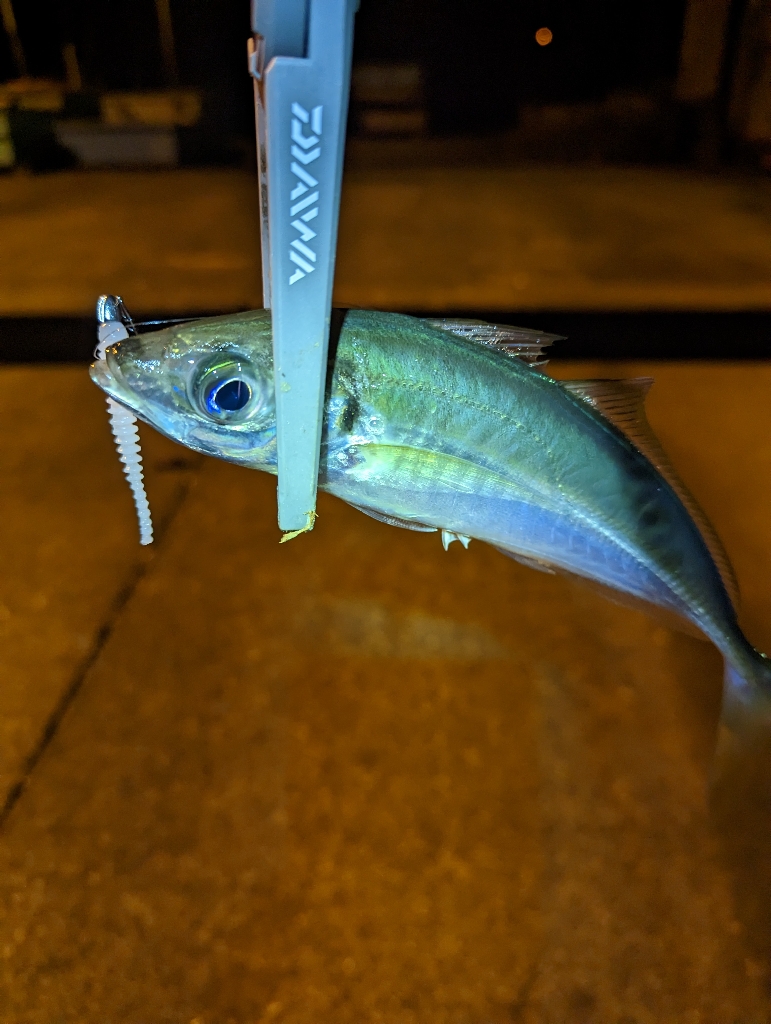 陸っぱり釣行記