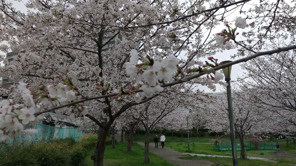 花冷え～稚鮎も…