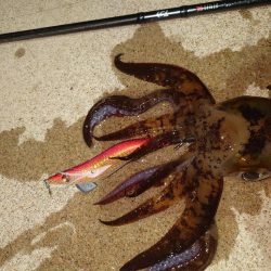 凪エギングIN対馬