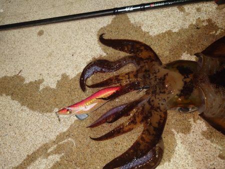 凪エギングIN対馬