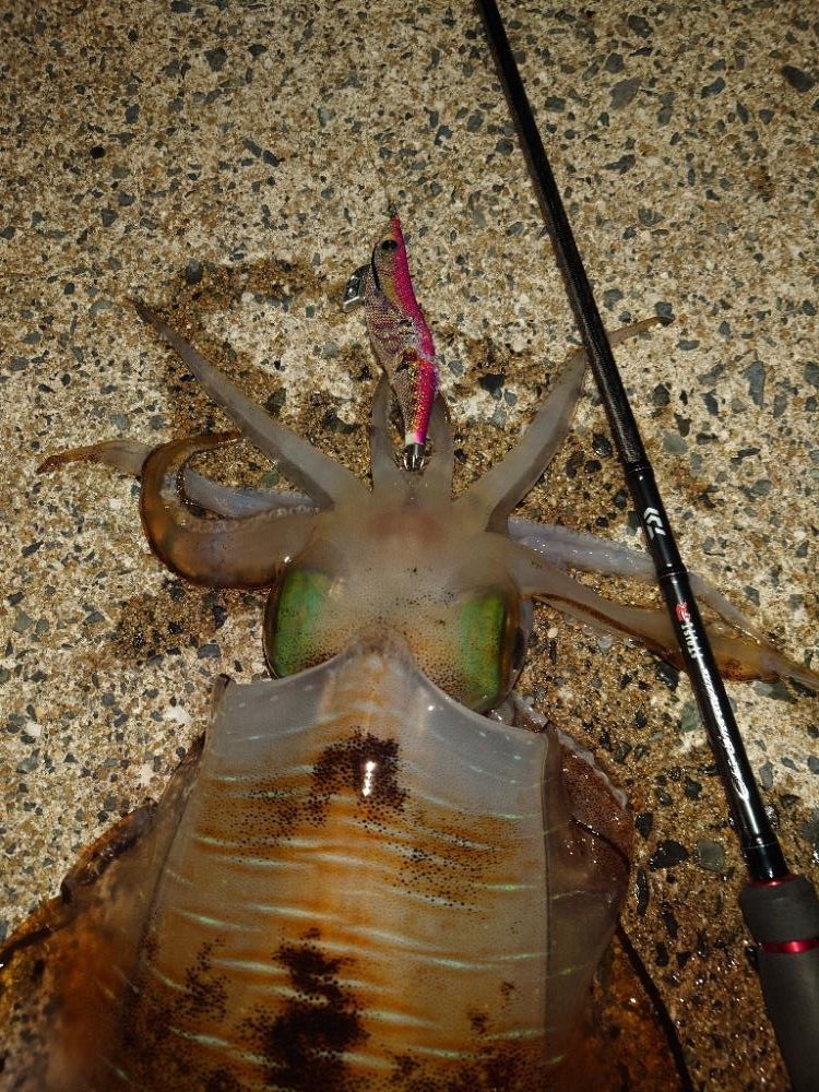 満月エギングIN対馬