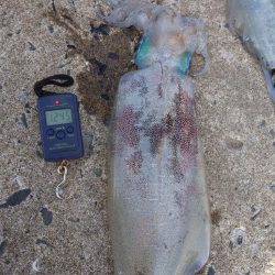 エギングレクチャーIN対馬