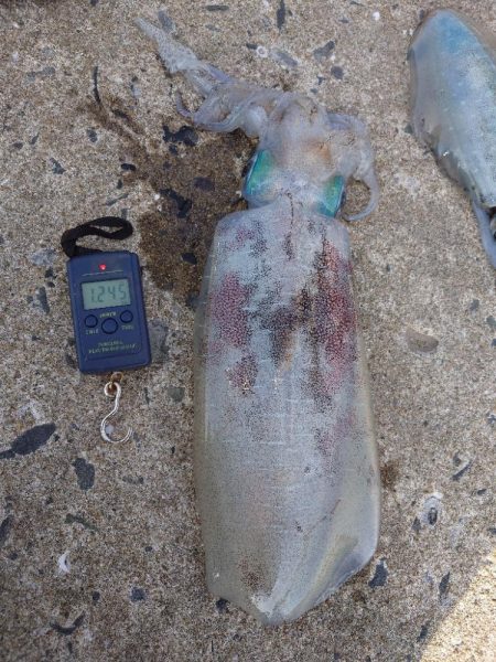 エギングレクチャーIN対馬