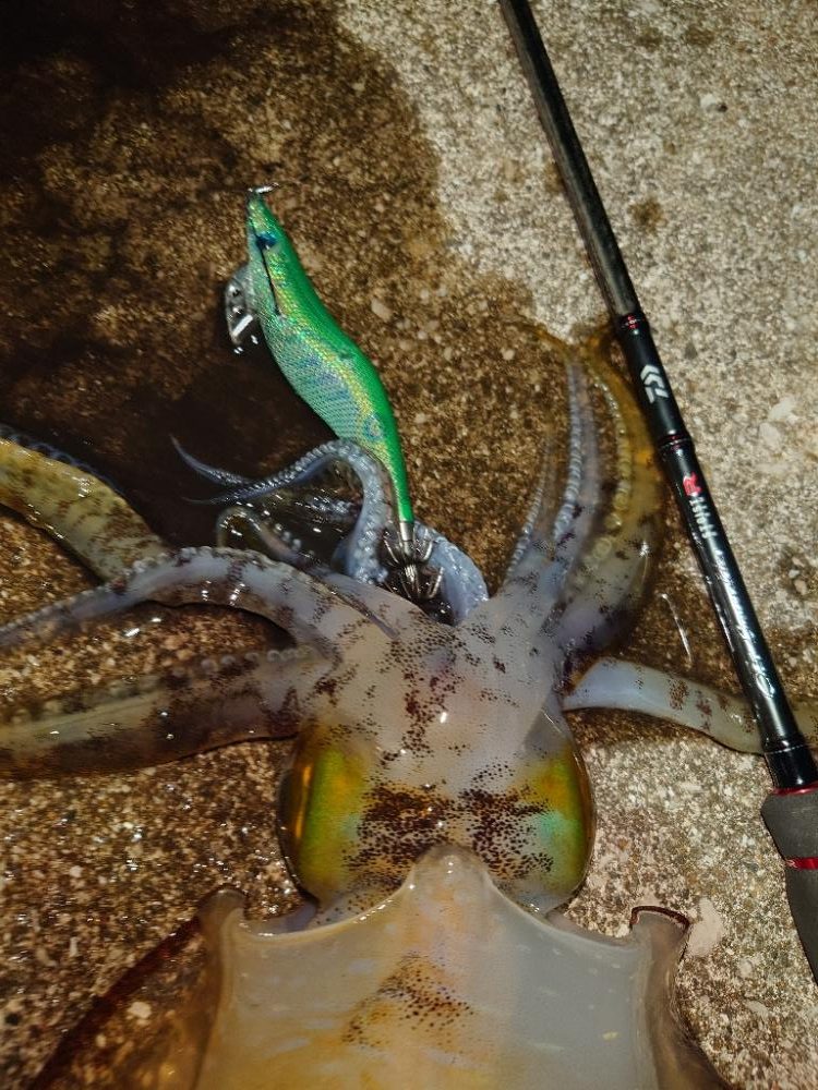 闇夜エギングIN対馬