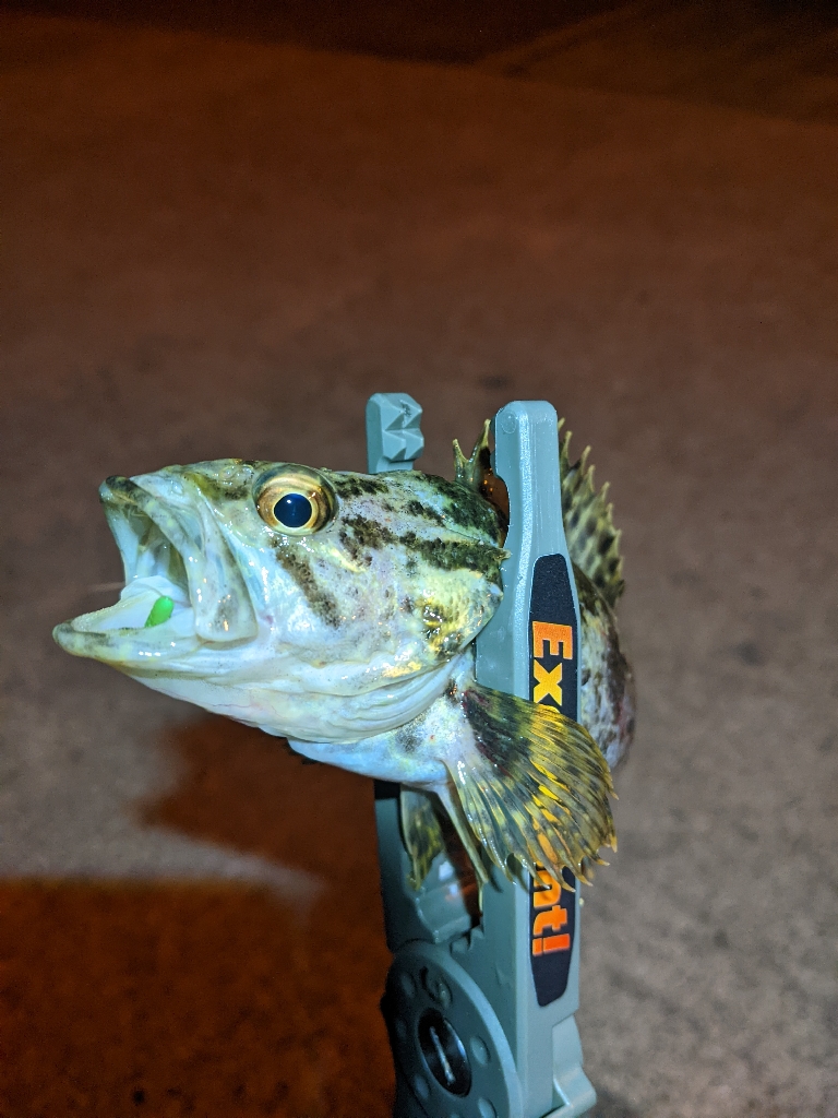 初場所の難しさ