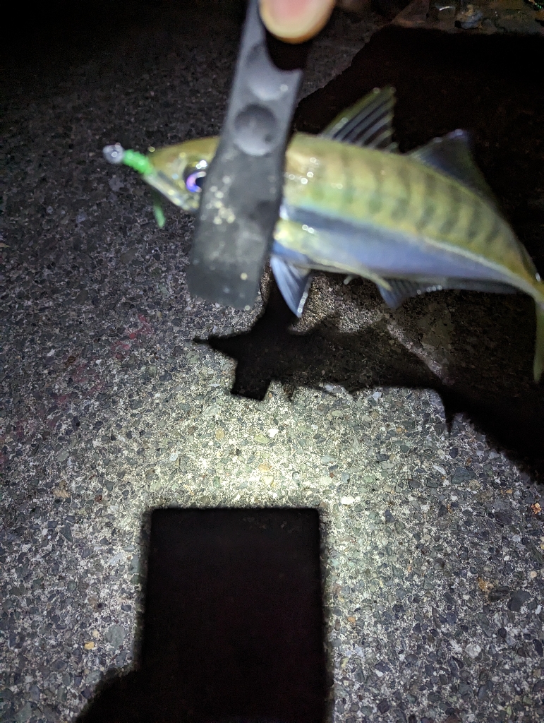 陸っぱり釣行記