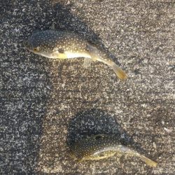 フグしかいない…