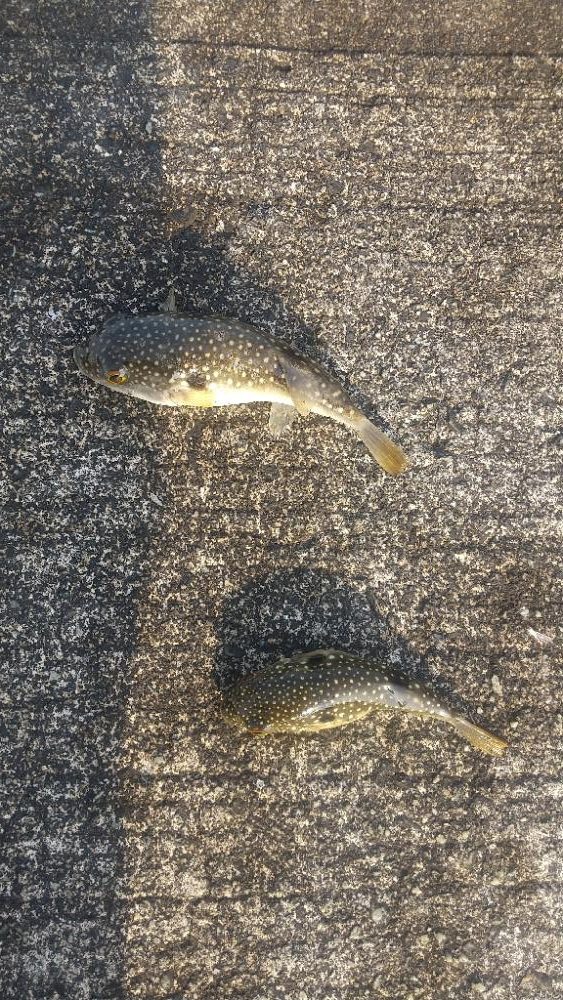 フグしかいない…