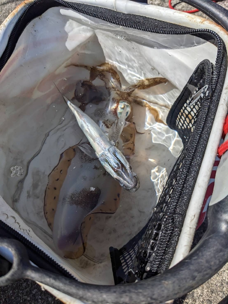 昨年末以来のヤエンでアオリイカGET♪