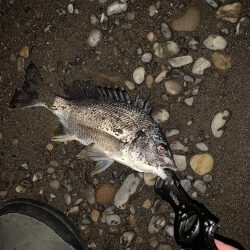 淀川河口のチヌ釣り