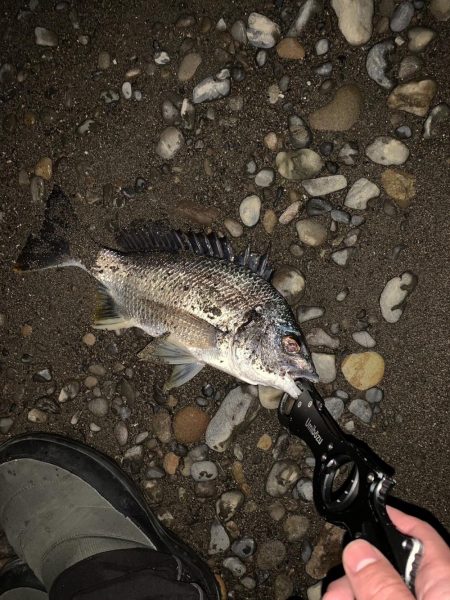 淀川河口のチヌ釣り