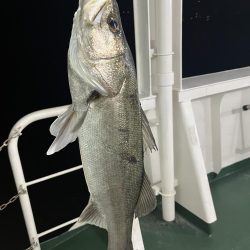 大在でアジング