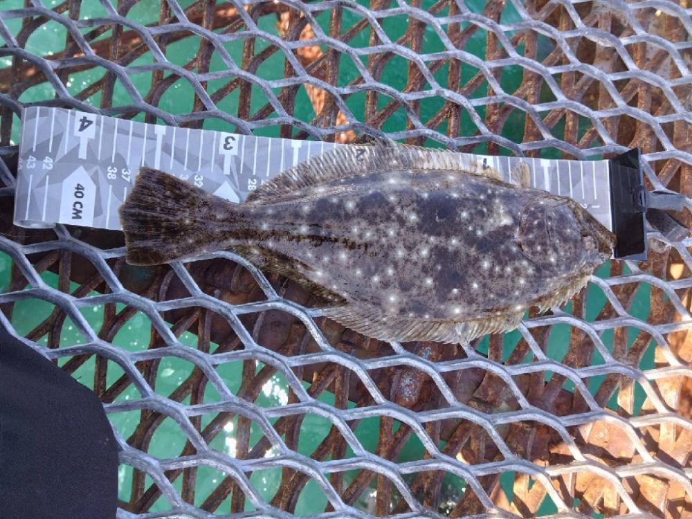 エソ以外の獲物が釣れてくれました…ホッ…