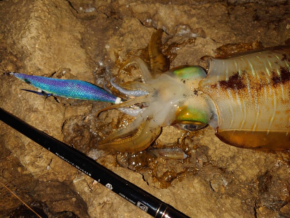 凪エギングIN対馬