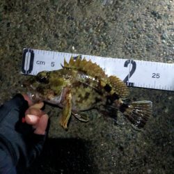 月下美人MXの鱗付け