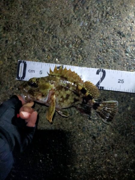 月下美人MXの鱗付け