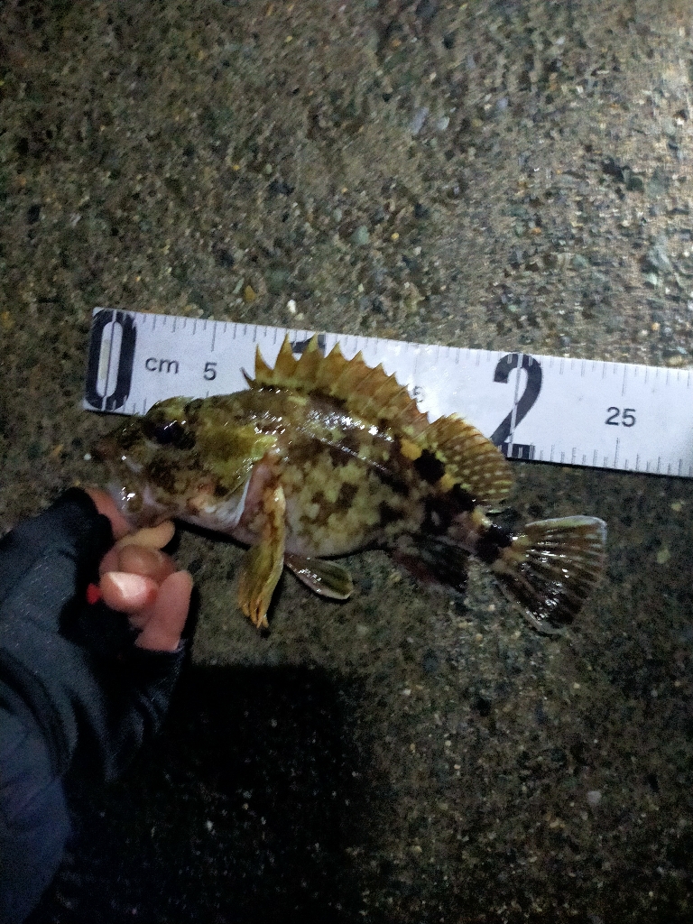 月下美人MXの鱗付け