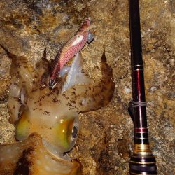 凪エギングIN対馬