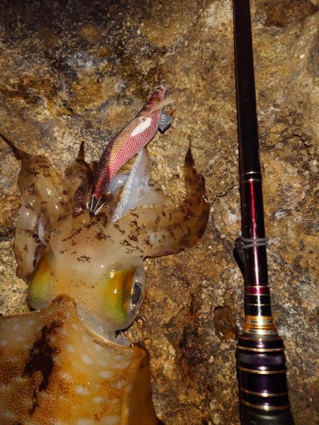 凪エギングIN対馬