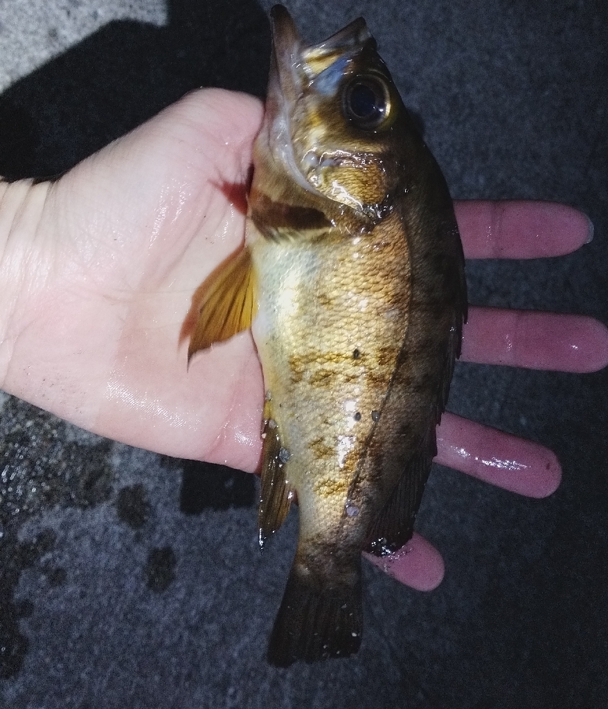 久しぶりのメバル