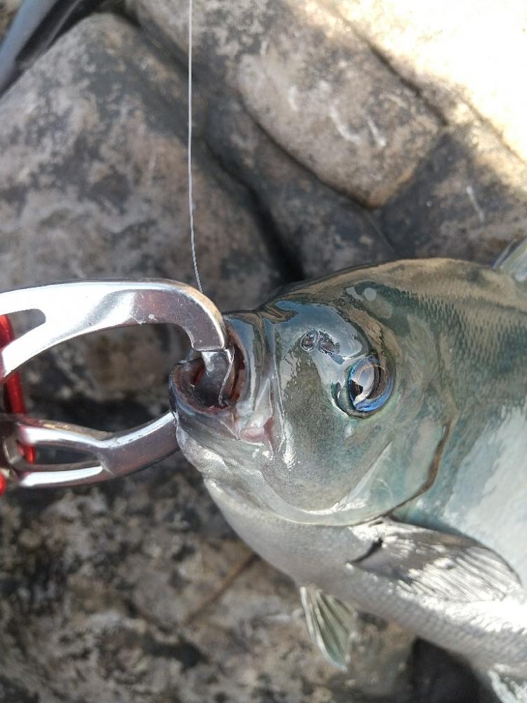 またまたフカセ