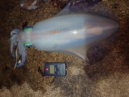 闇夜エギングIN対馬