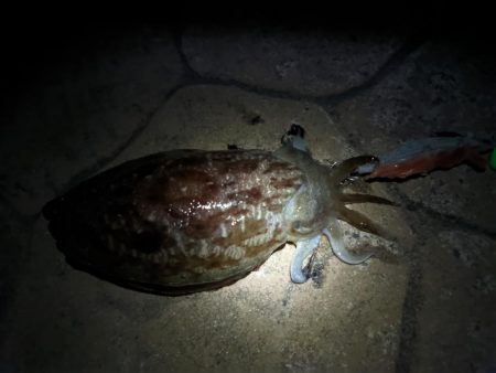 ガチンココウイカ狙い