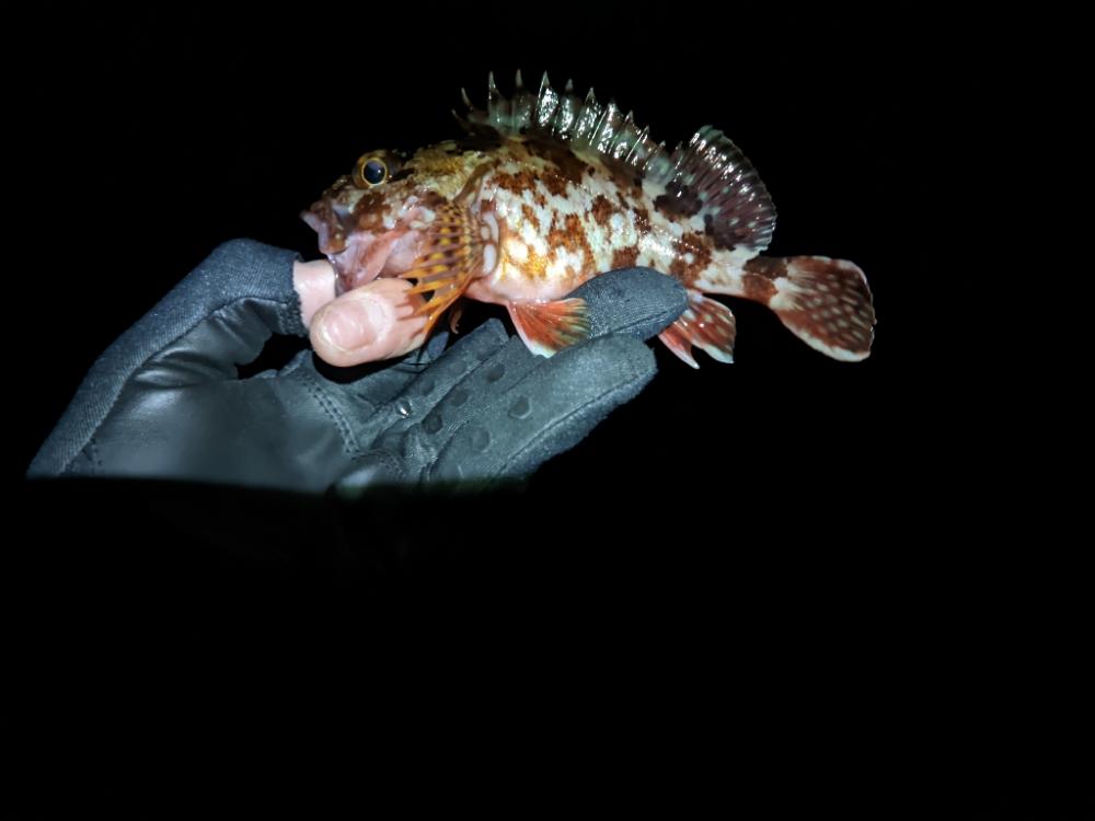 ライトゲームはやはり夏前まで無理なのか