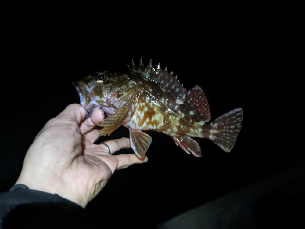 釣りって難しい
