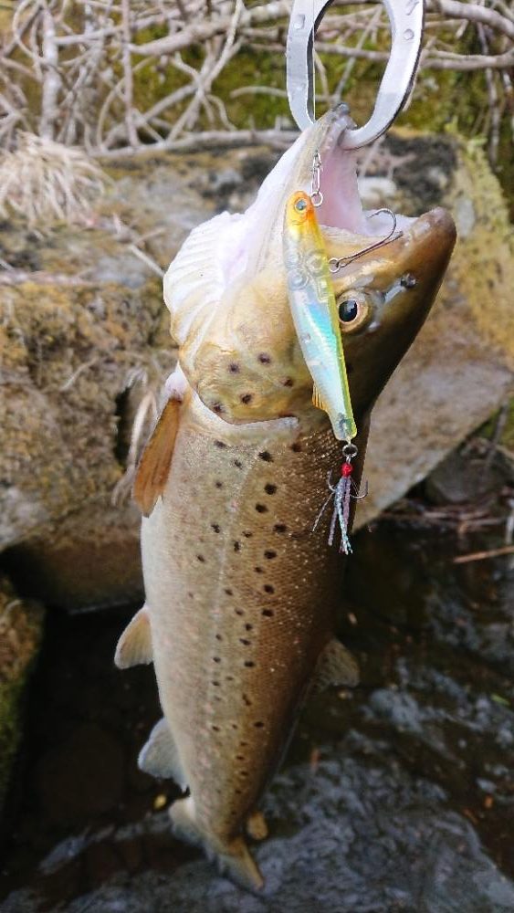 バス釣りからトラウト狙いにシフト