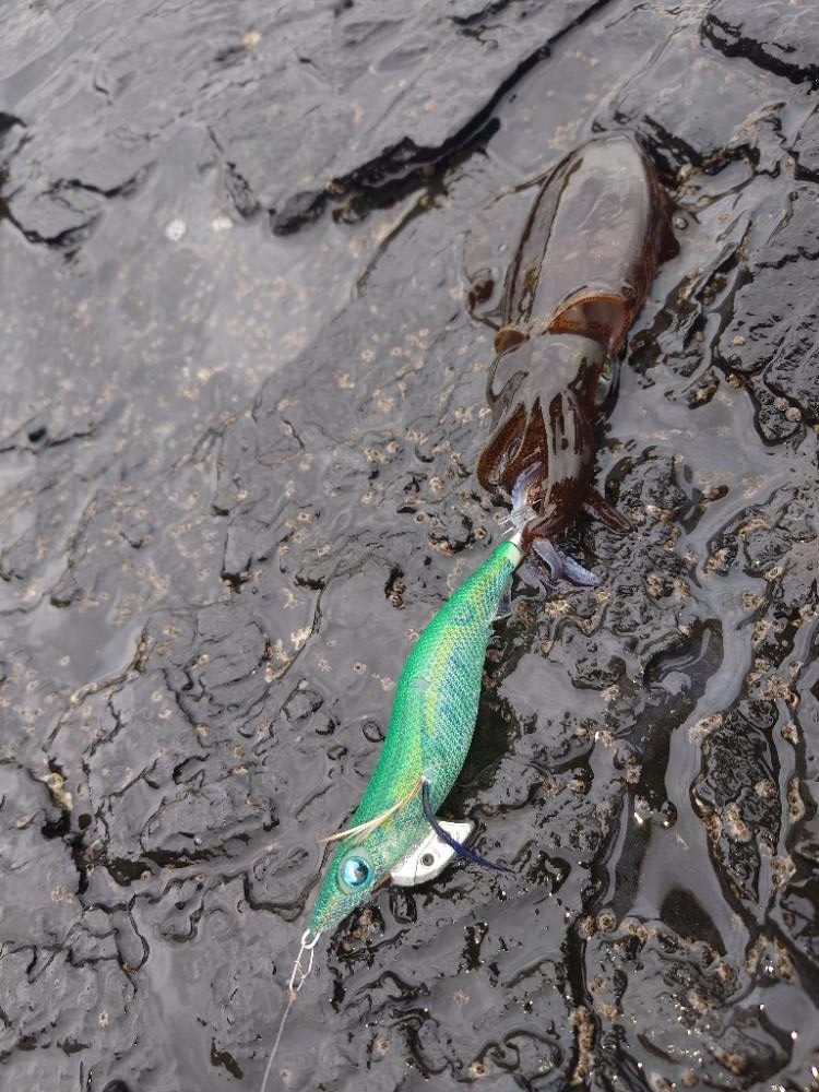 エギングガイドIN対馬