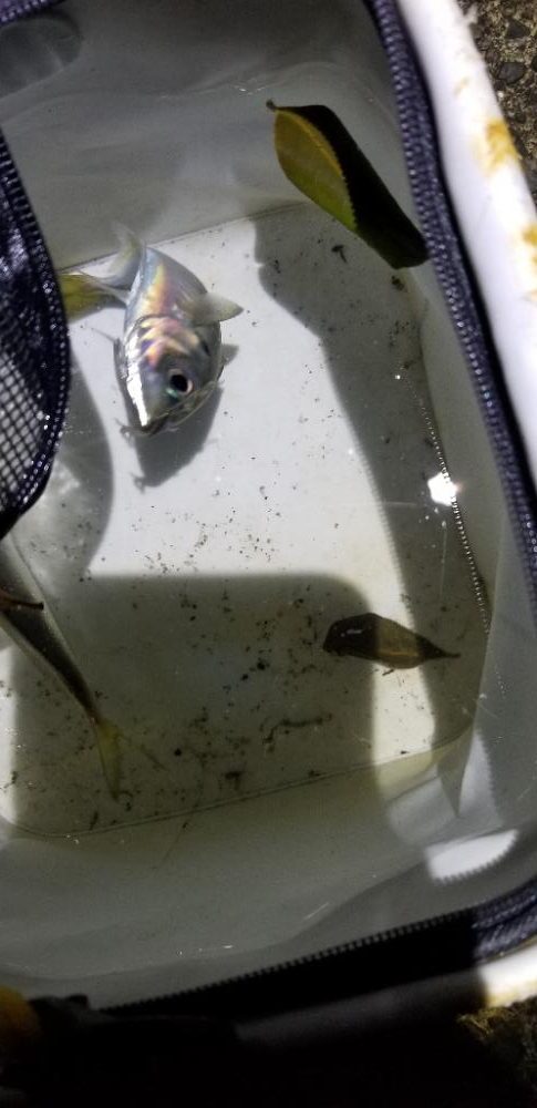 初島漁港周辺 メバリングのはずが