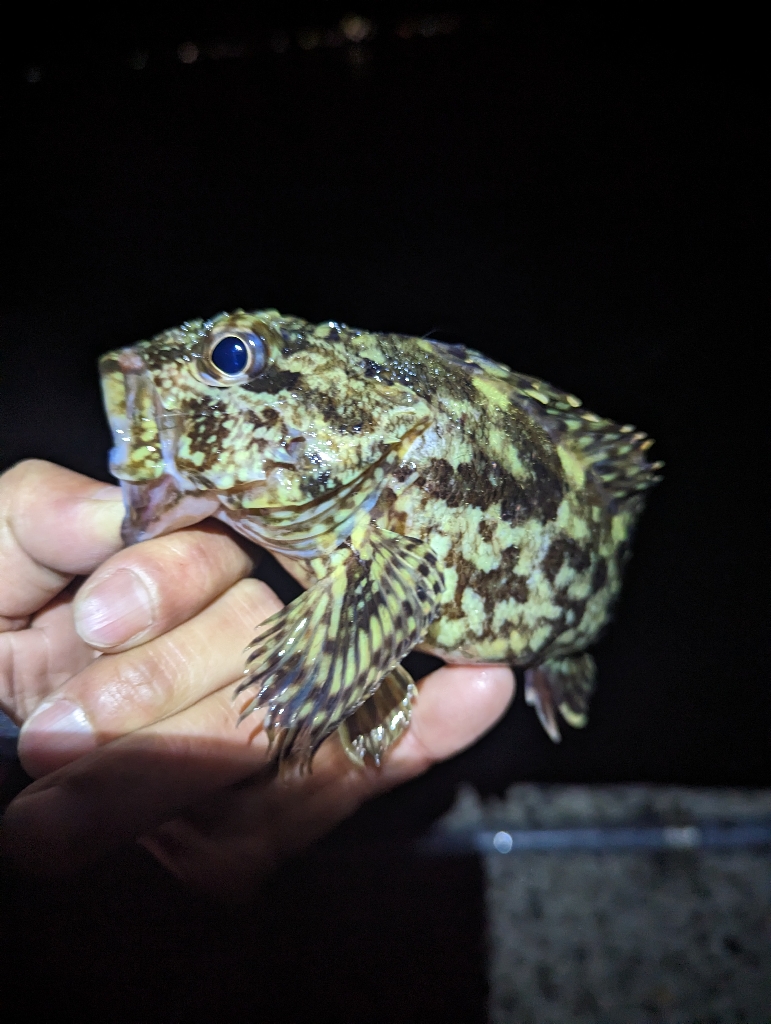 陸っぱり釣行記