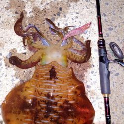 黄砂エギングIN対馬