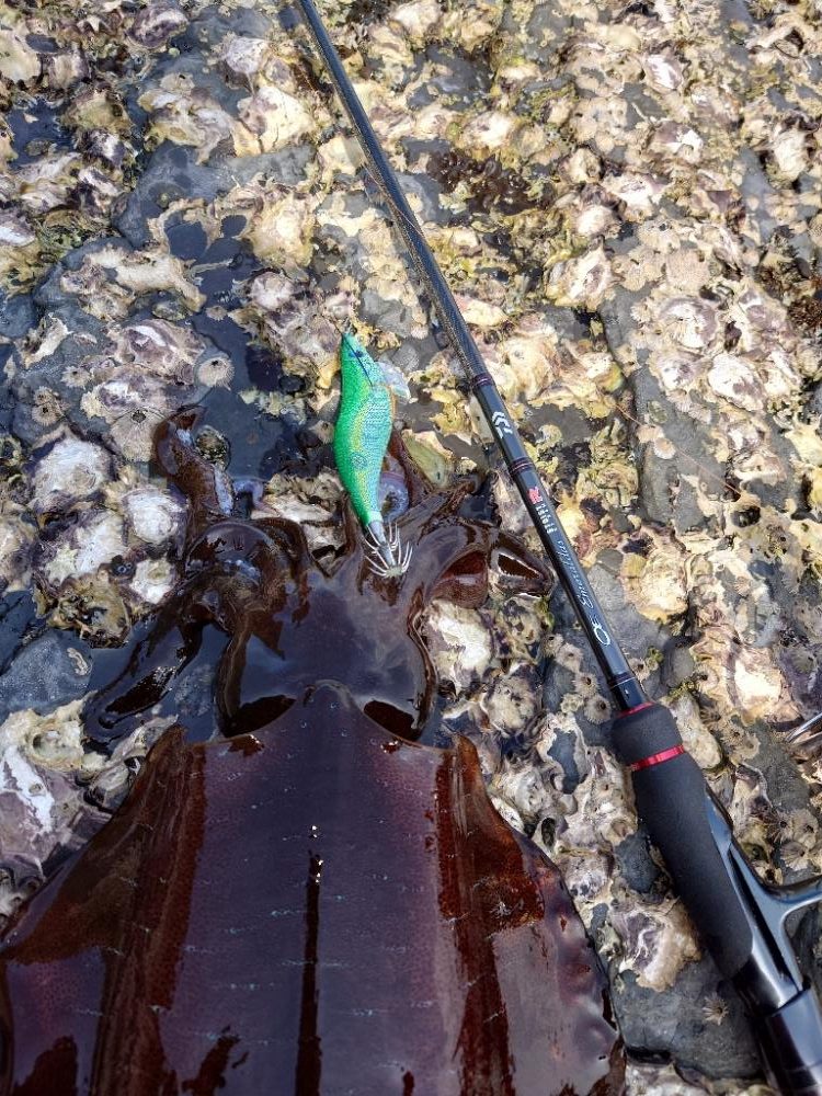 磯ランガンエギングIN対馬