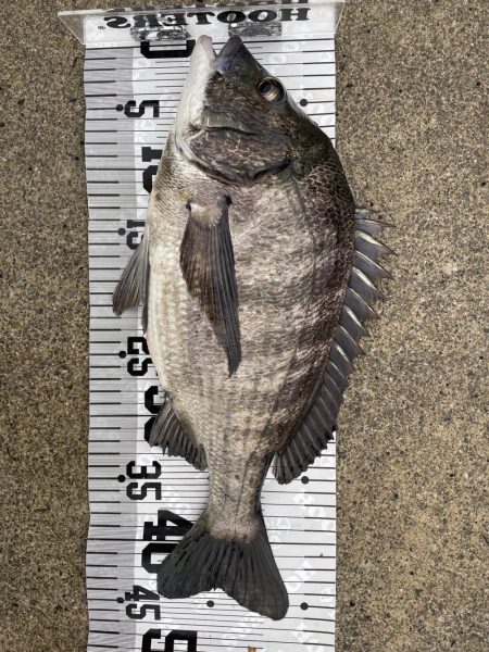 イチノ兄弟(兄)釣果!