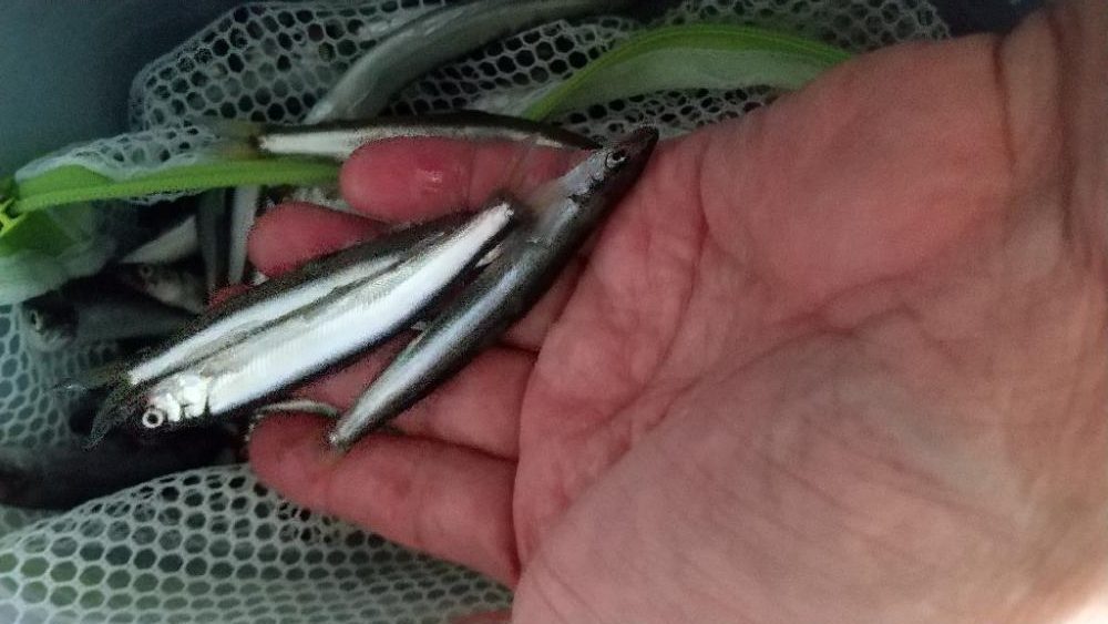 稚鮎～いつまで？