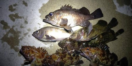 メバル　渋いですね