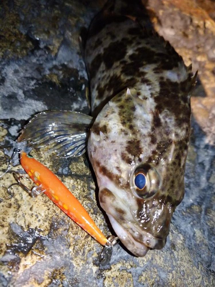 makopenでメバルプラッギング