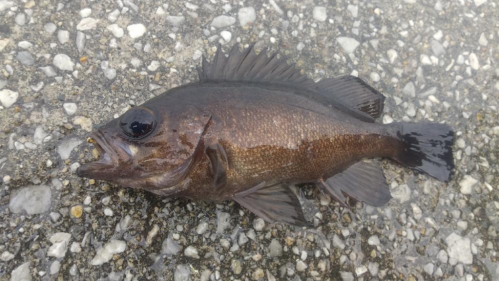 3度目のエビ撒き