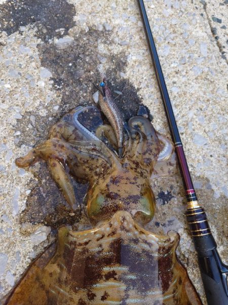 風＆ウネリエギングIN対馬