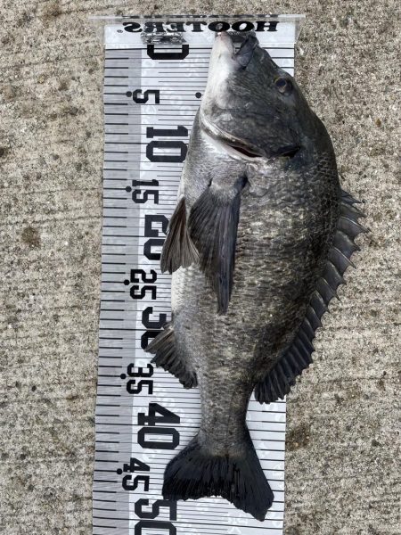 イチノ兄弟（兄）釣果！