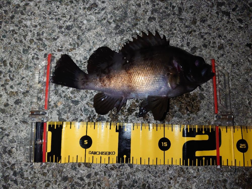 バチ抜けシーバス狙いからのメバリング