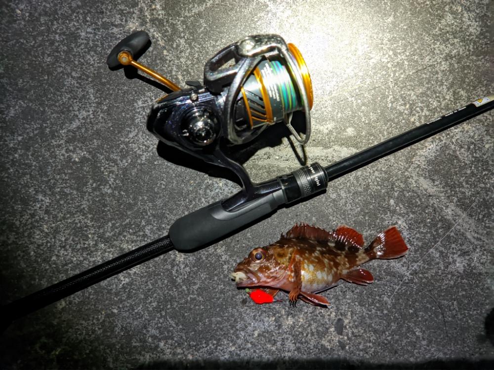 今日もコウイカ～