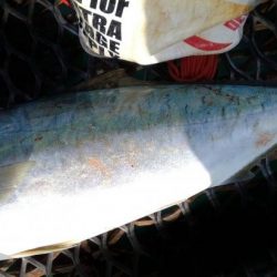 自己最長更新！ブリ85cmGET