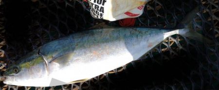 自己最長更新！ブリ85cmGET