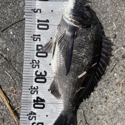 55cm!!(イチノ兄弟兄)