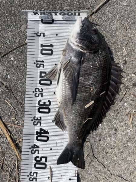 55cm!!(イチノ兄弟兄)