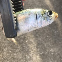 カゴ釣りでアジ&カタボシイワシGET
