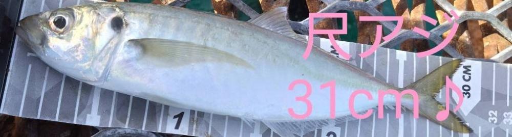 唯一の獲物…尺アジGET♪